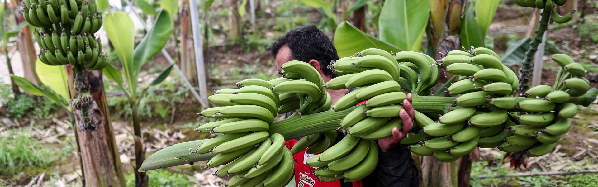 A Syrian refugee gathers fruit during the banana harvest near the Turkish-Syrian border in the Reyhanli district of the city of Hatay, Turkey.