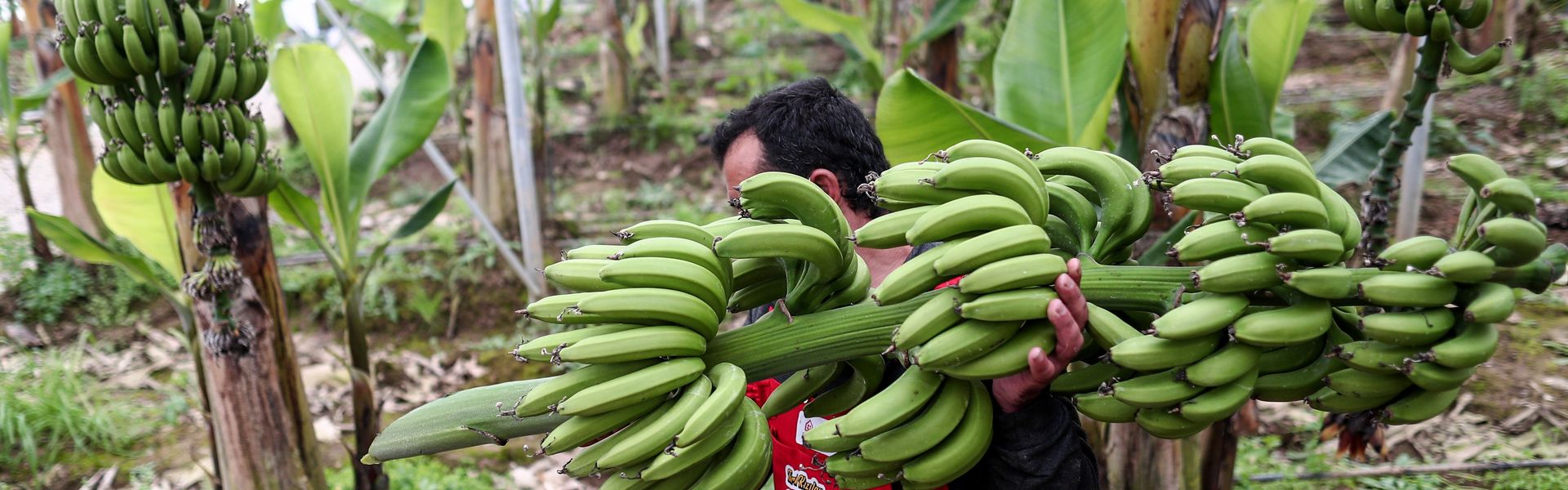 Syrian refugees attend banana harvest in Hatay